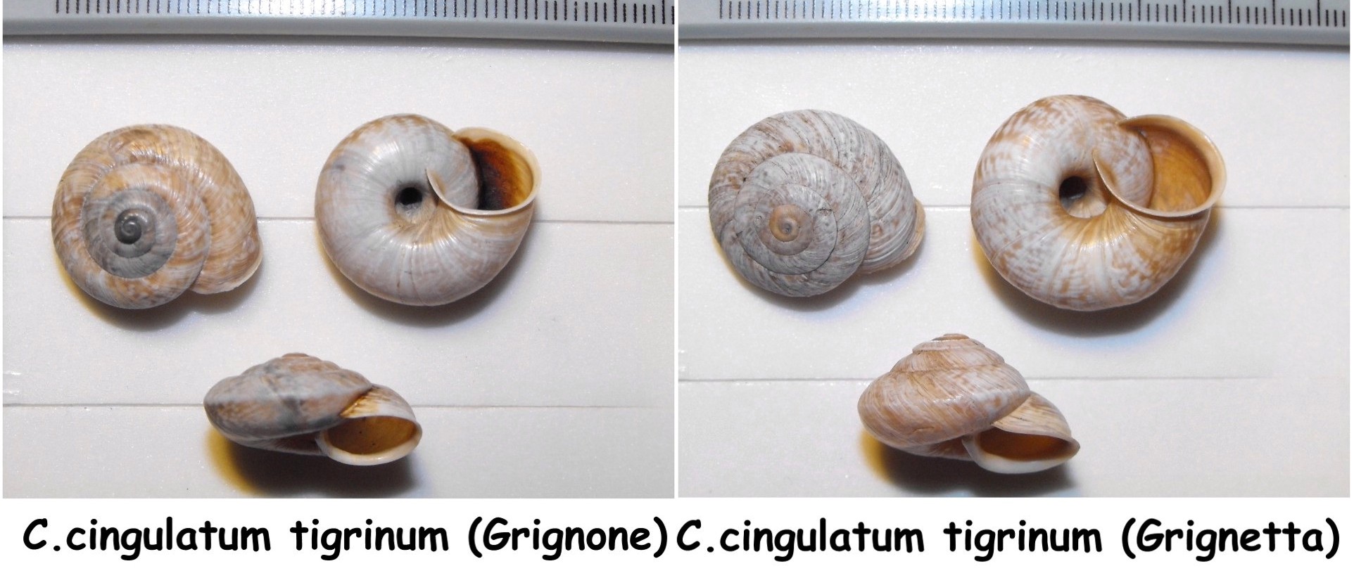Chilostoma cingulatum frigidum (De Cristofori & Jan,1832)